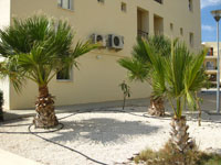 Palm Trees